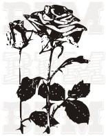 /album/kvety-stromy/kvety-13-jpg/